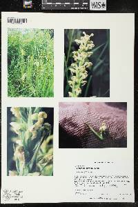 Platanthera flava image