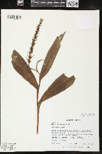 Platanthera flava image