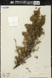 Juniperus communis var. depressa image