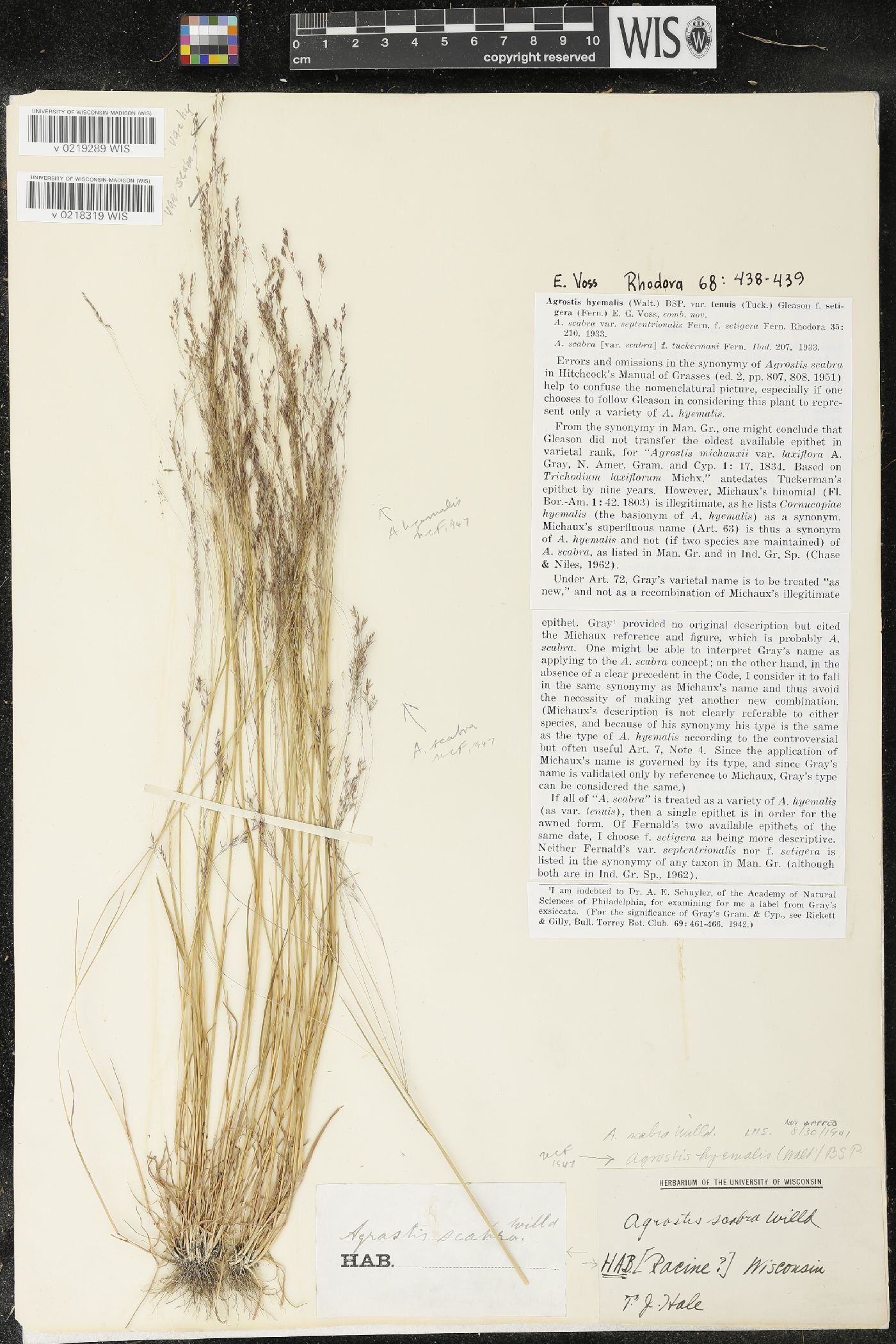 Agrostis hyemalis image