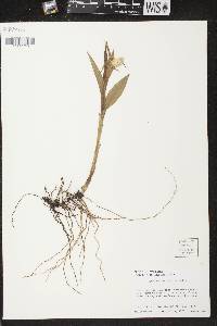 Cypripedium candidum image