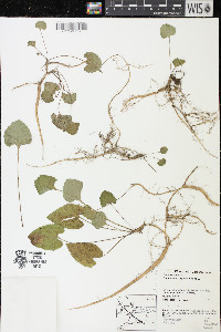 Campanula rapunculoides image