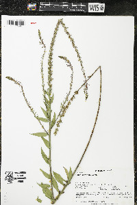 Oenothera curtiflora image