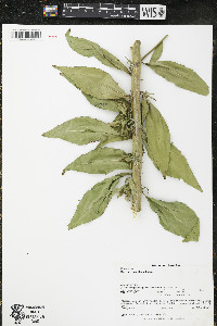 Oenothera curtiflora image