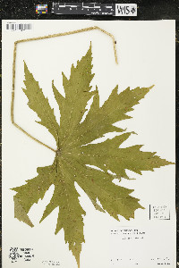 Napaea dioica image