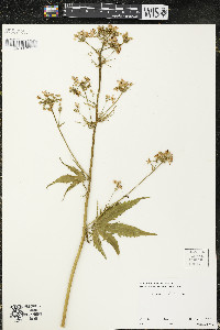 Napaea dioica image