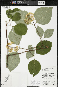 Cornus rugosa image