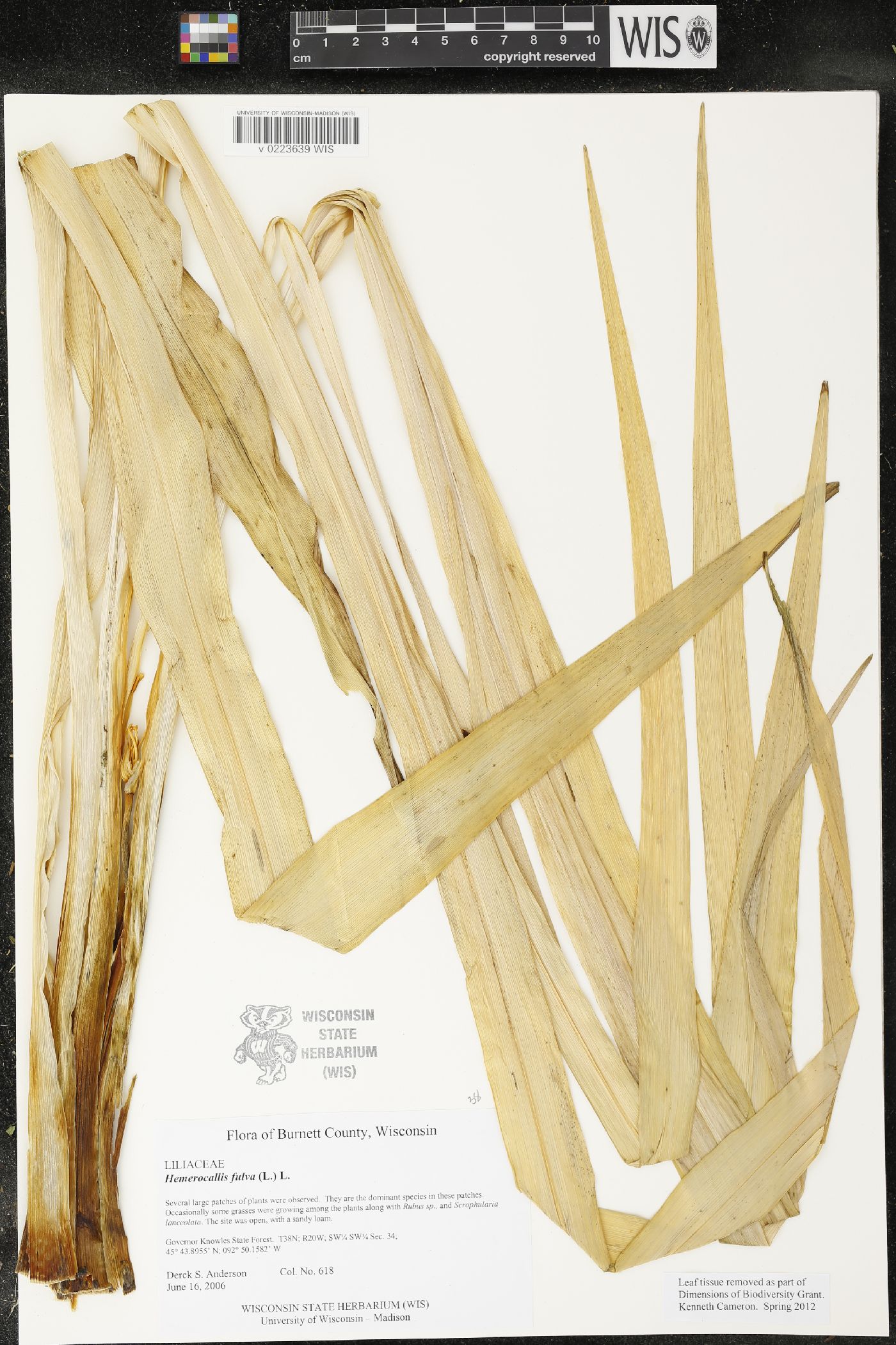 Hemerocallis fulva image