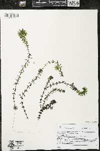 Elodea canadensis image