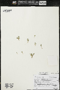 Elatine minima image