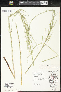 Equisetum fluviatile image