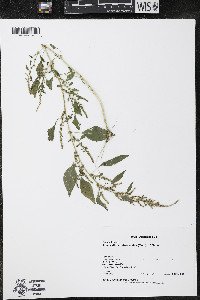 Amaranthus tuberculatus image