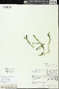 Elodea canadensis image