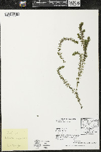 Elodea canadensis image