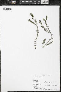 Elodea canadensis image