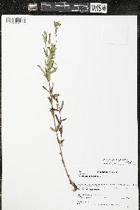 Hypericum majus image