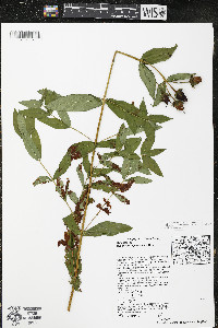 Hypericum ascyron subsp. pyramidatum image