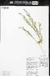 Polygala polygama var. obtusata image