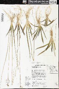 Sagittaria graminea subsp. graminea image