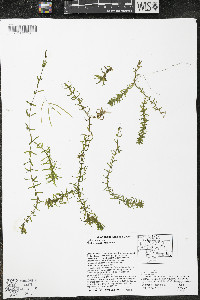 Elodea canadensis image