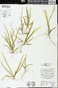 Vallisneria americana image