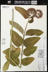 Asclepias purpurascens image