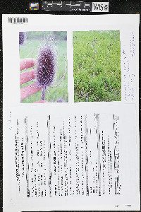 Dipsacus fullonum image