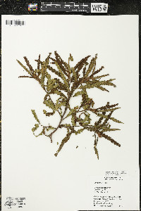 Comptonia peregrina image