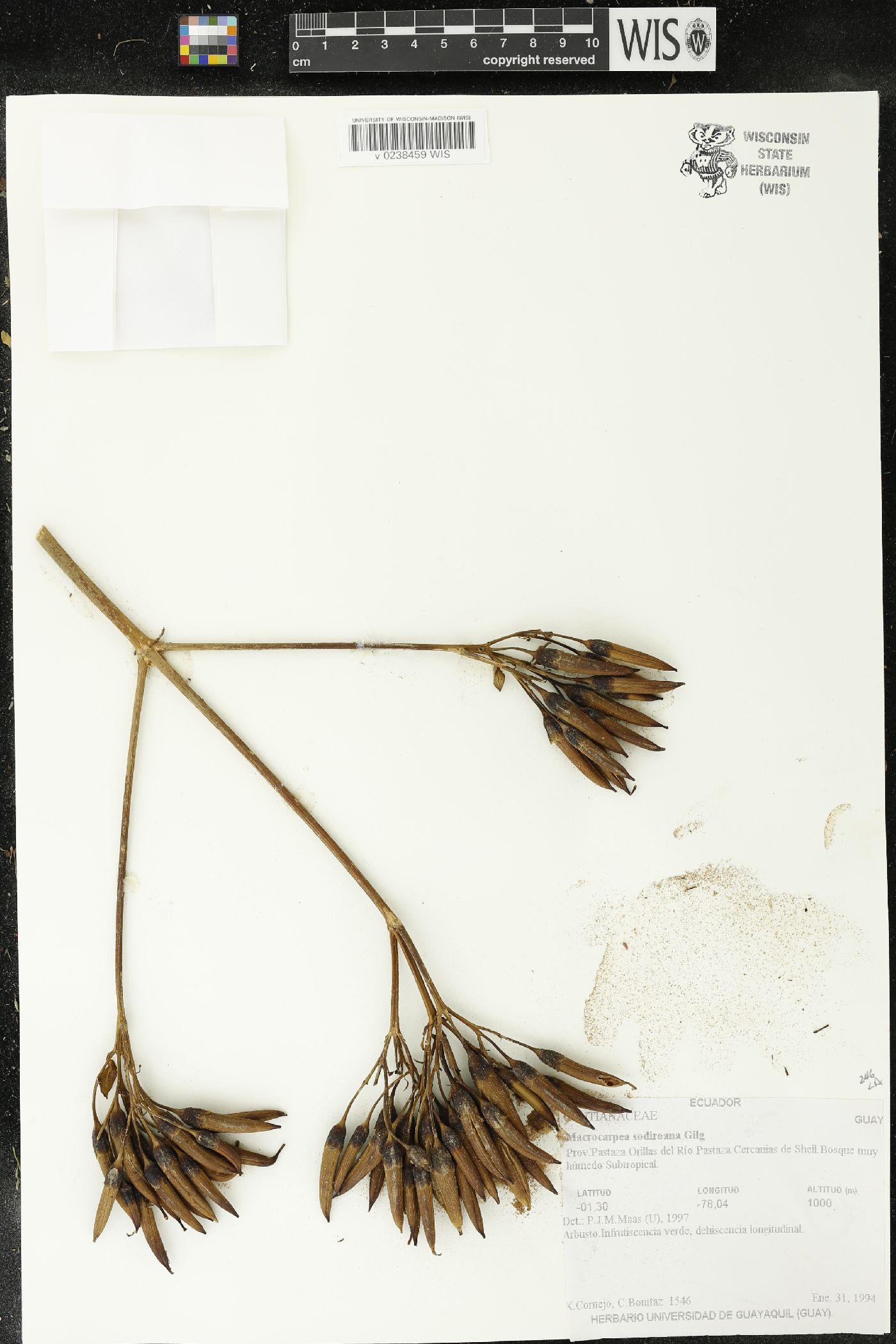 Macrocarpaea sodiroana image