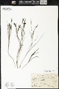 Sisyrinchium convolutum image