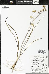 Zigadenus elegans subsp. glaucus image