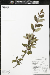 Shepherdia canadensis image