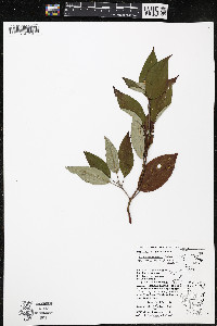 Cornus amomum var. schuetzeana image