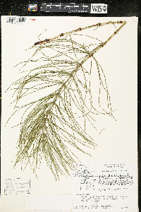 Equisetum pratense image