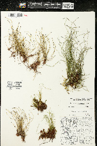 Equisetum scirpoides image