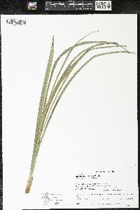 Zigadenus elegans subsp. glaucus image