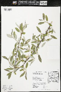 Elaeagnus umbellata image