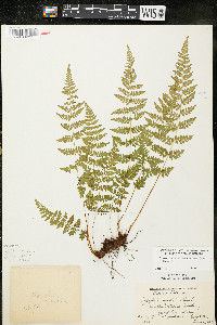 Cystopteris laurentiana image