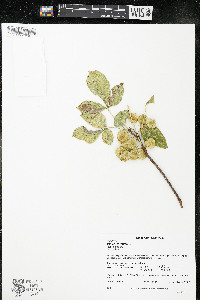 Ptelea trifoliata subsp. trifoliata var. trifoliata image