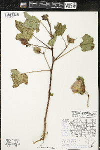 Gossypium hirsutum image