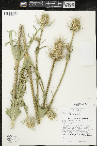 Dipsacus laciniatus image