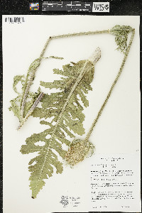 Dipsacus laciniatus image