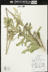 Dipsacus laciniatus image