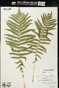 Matteuccia struthiopteris image