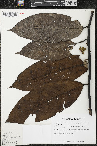 Guatteria recurvisepala image