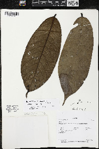 Guatteria recurvisepala image