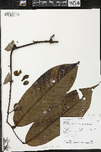 Guatteria recurvisepala image