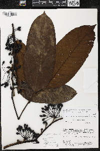 Guatteria recurvisepala image