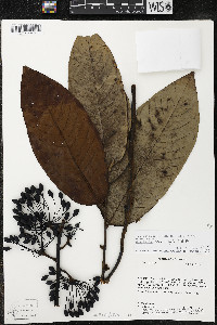 Guatteria recurvisepala image