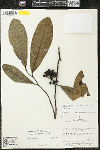 Guatteria saffordiana image